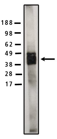 "Legend:
Western blot analysis using SMS1 antibody (Cat. No. X1701P) on human brain lysate (10 µg/lane) at a concentration of 5 µg/ml.  Secondary antbody (Cat. No. X1207M) used at 1:75k dilution and visualized using Pierce West Femto substrate"